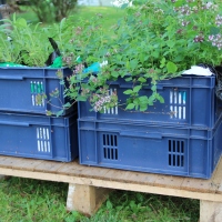 Urban gardening. In bread crates!